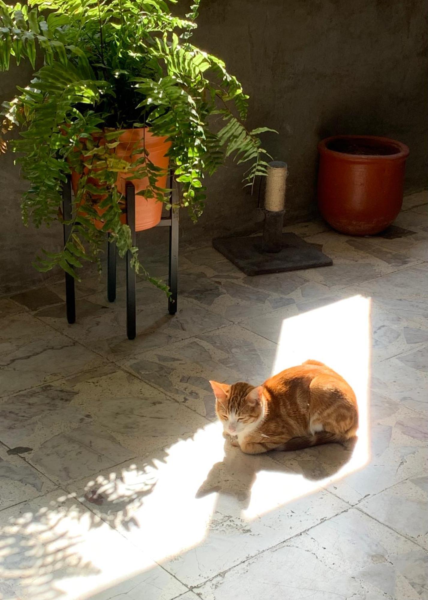 Desert Heart Hostel San José del Cabo Εξωτερικό φωτογραφία